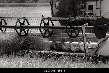 Farmers are harvesting with a New Holland CR9080 combine on a sunny day. Black and white.-stock-foto