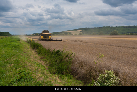 Farmers are harvesting with a New Holland CR9080 combine on a cloudy day.-stock-foto