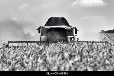 Farmers are harvesting with a New Holland CR9080 combine on a sunny day. Black and white.-stock-foto