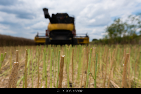 Close up from harvested colza stems. In the background farmers are harvesting with a New Holland CR9080 combine on a cloudy day.-stock-foto