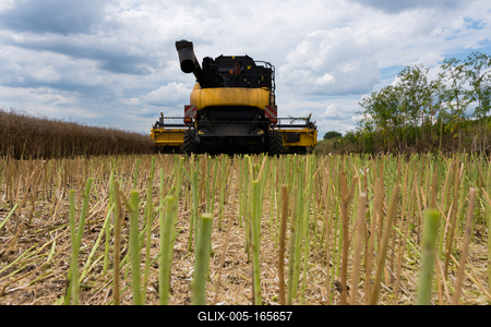 Farmers are harvesting with a New Holland CR9080 combine on a cloudy day.-stock-foto