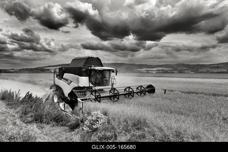 Farmers are harvesting with a New Holland CR9080 combine on a cloudy day. Black and white.-stock-foto