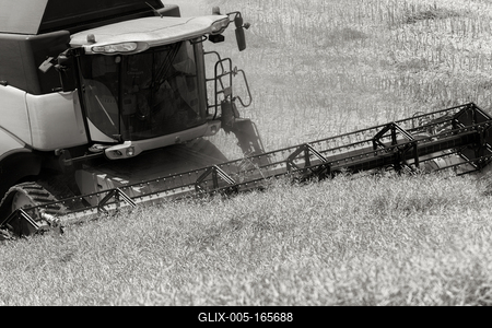 Farmers are harvesting with a New Holland CR9080 combine on a sunny day. Black and white.-stock-foto