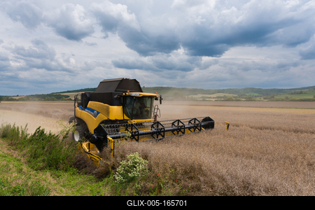 Farmers are harvesting with a New Holland CR9080 combine on a cloudy day.-stock-foto