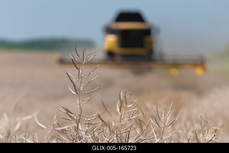 Farmers are harvesting with a New Holland CR9080 combine on a sunny day.-stock-foto