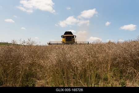 Farmers are harvesting with a New Holland CR9080 combine on a sunny day.-stock-foto