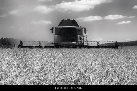 Farmers are harvesting with a New Holland CR9080 combine on a sunny day. Black and white.-stock-foto