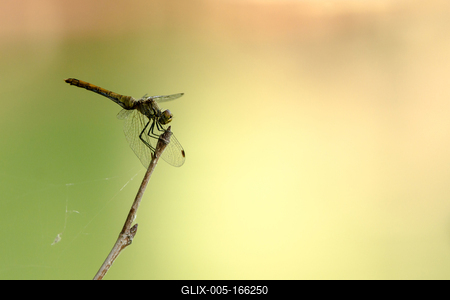A dragonfly is resting on the end of a plant-stock-foto