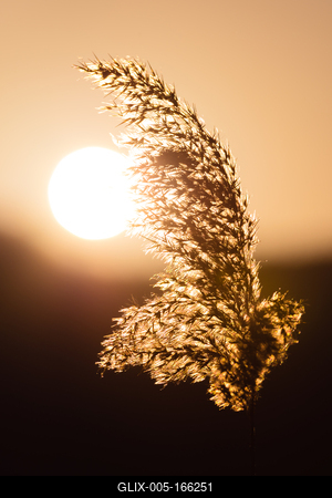 Reed in the sunset-stock-foto