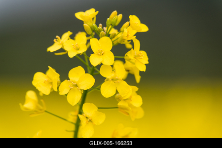 Colza close up on big yellow field.-stock-foto