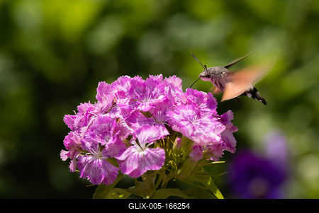 Hummingbird moth collecting nectar from a  flower.-stock-foto