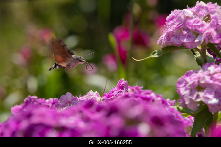 Hummingbird moth collecting nectar from a  flower.-stock-foto