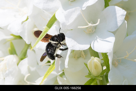 Big black bee on a white flower.-stock-foto