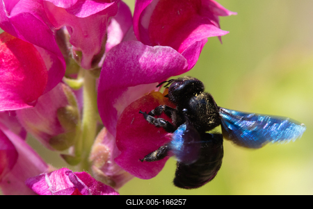 Big black bee on a flower.-stock-foto