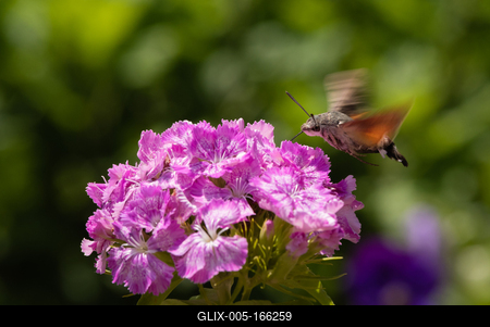 Hummingbird moth collecting nectar from a  flower.-stock-foto