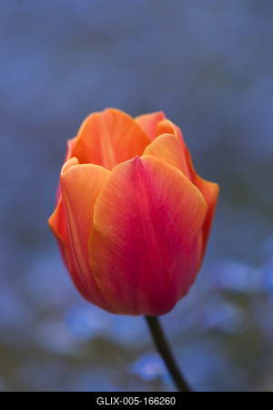 There is a red-orange tulip, there are blue flowers in the background.-stock-foto