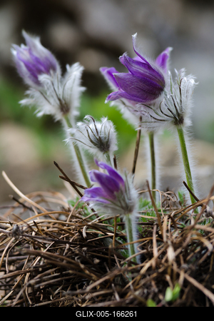 Anemones blossoming in the garden-stock-foto
