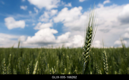 Wheat ear above the field.-stock-foto