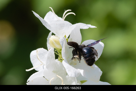 Big black bee on a white flower.-stock-foto