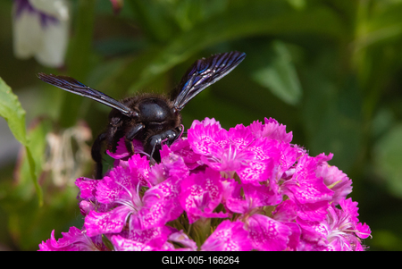 Big black bee on the hydrangea-stock-foto