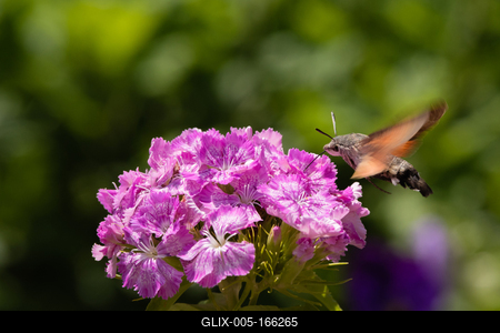 Hummingbird moth collecting nectar from a  flower.-stock-foto