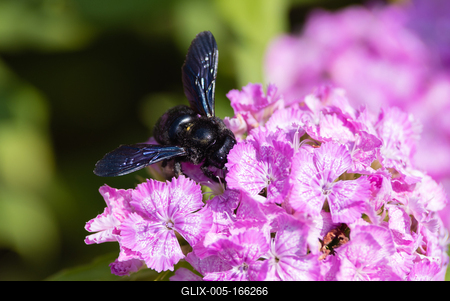 Big black bee on the hydrangea-stock-foto