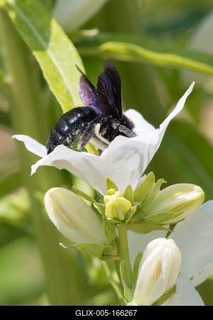 Big black bee on a white flower.-stock-foto