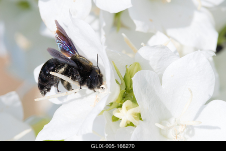 Big black bee on a white flower.-stock-foto