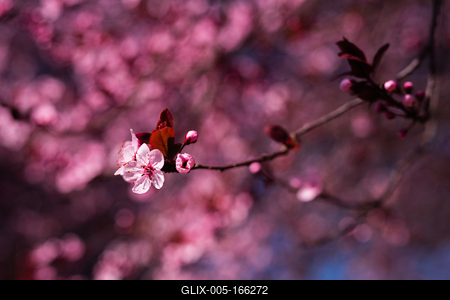 Pink cherry flower in close up with beautiful blurry background.-stock-foto