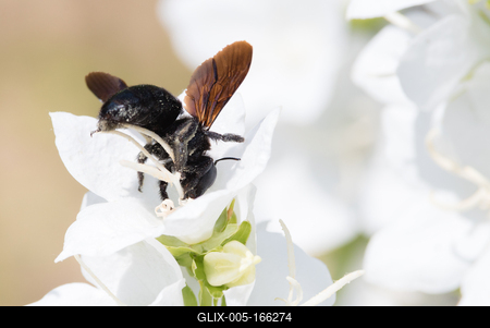 Big black bee on a white flower.-stock-foto