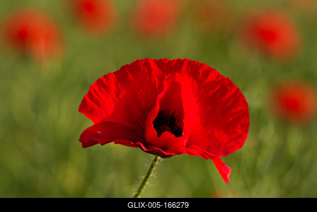 Poppy in the sunshine.-stock-foto
