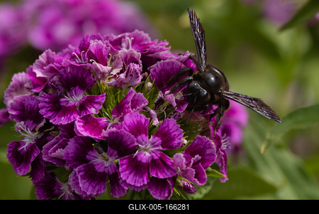 Big black bee on the hydrangea-stock-foto