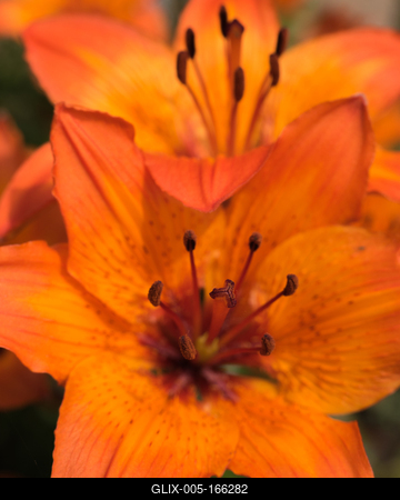 Close up of lilies.-stock-foto