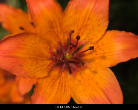 Close up of lilies.-stock-foto
