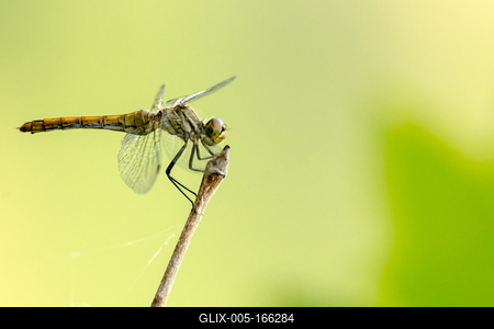 A dragonfly is resting on the end of a plant-stock-foto