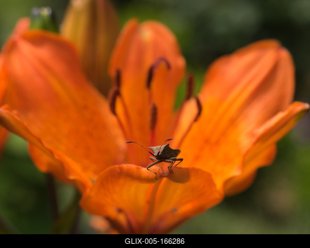 A stink bug sitting on the edge of a petal of a lily.-stock-foto