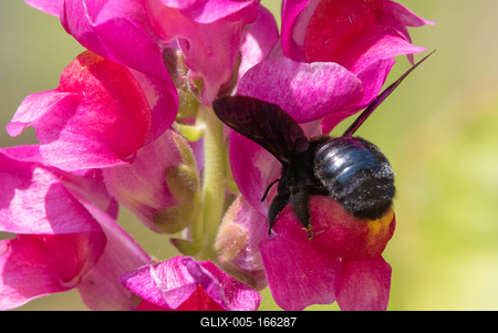 Big black bee on a flower.-stock-foto