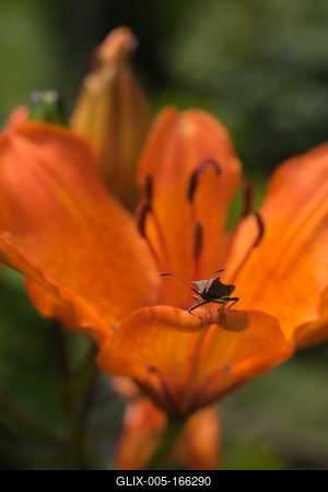 A stink bug sitting on the edge of a petal of a lily.-stock-foto