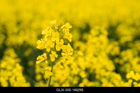 Colza close up on big yellow field.-stock-foto