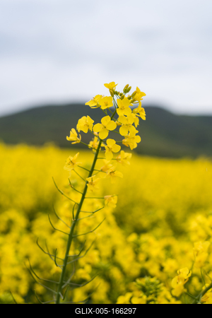 Colza close up on big yellow field.-stock-foto