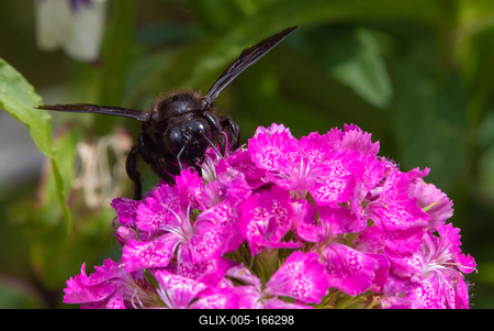 Big black bee on the hydrangea-stock-foto