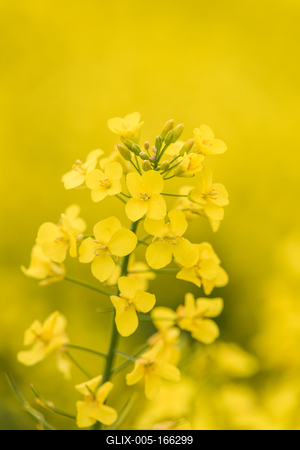 Colza close up on big yellow field.-stock-foto