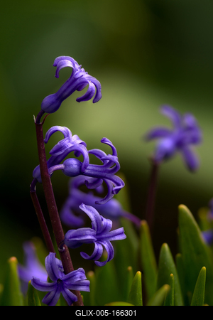 Purple hyacinths in the garden.-stock-foto