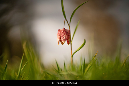 Kockásliliom-stock-foto