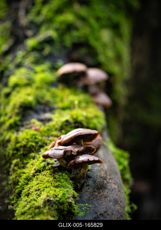 Gombák a fatörzsön-stock-foto