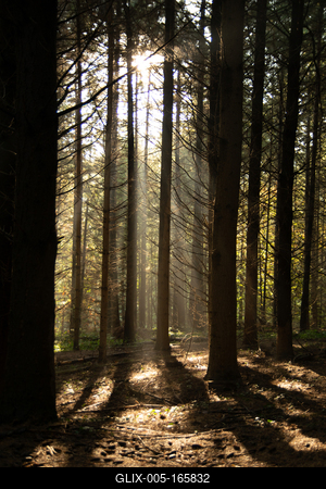fenyvesben-stock-foto