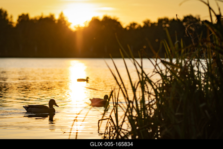 Kacsák a naplementében-stock-foto