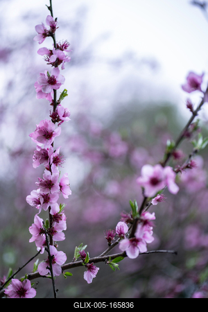tavaszi virágzás-stock-foto