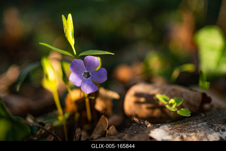 Ébred a természet-stock-foto