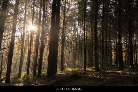 fenyvesben-stock-foto